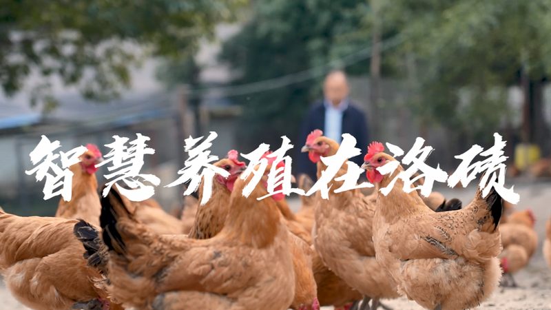 Pfu酶与Taq酶：保真度对比解析
