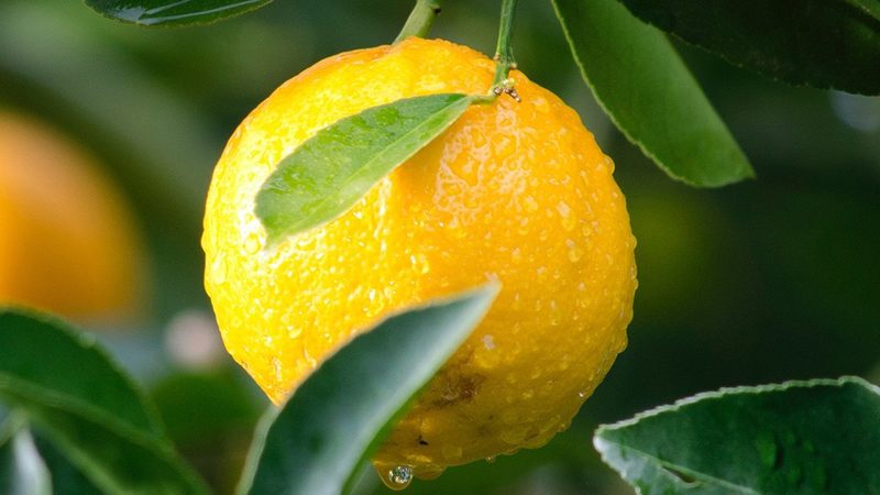 实验室设备参数解析：生物科技公司关键考量因素**